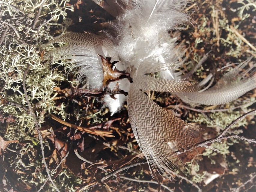 Hyvinvointia omasta äänestä, Tmi Resonoiva Ääni, Satu Haapala: sulkia jäkälien päällä